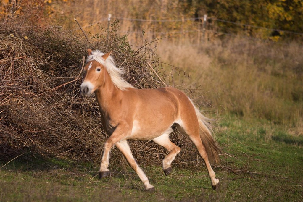 Aurora-Chérie - Oktober 2015